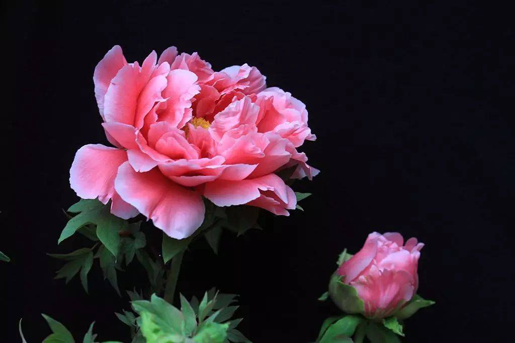 牡丹 peony["pini]